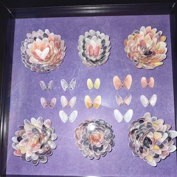 Made by me Other - 8" x 8" Coquina Shell flower butterfly craft picture